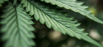 Close up photo of cannabis leaf with blurred background.