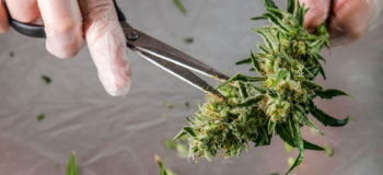 Close up of hands holding scissors and cannabis, trimming cannabis.